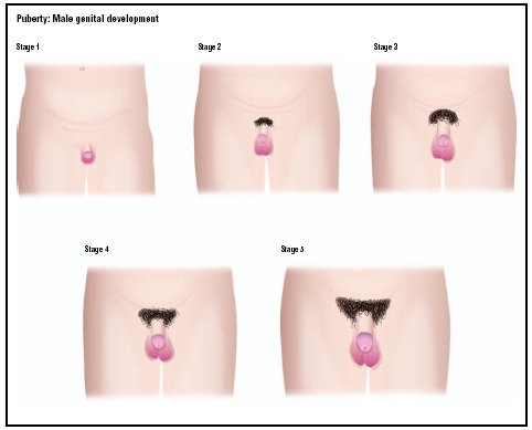 Do Testicles Drop During Puberty