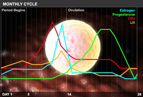 Menstrual Cycle Graph Of Hormones