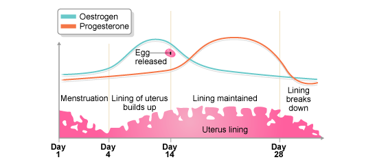 Menstrual Cycle Graph Of Hormones